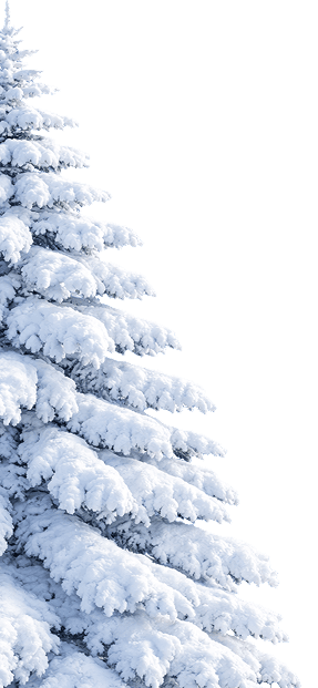 Snow Tree