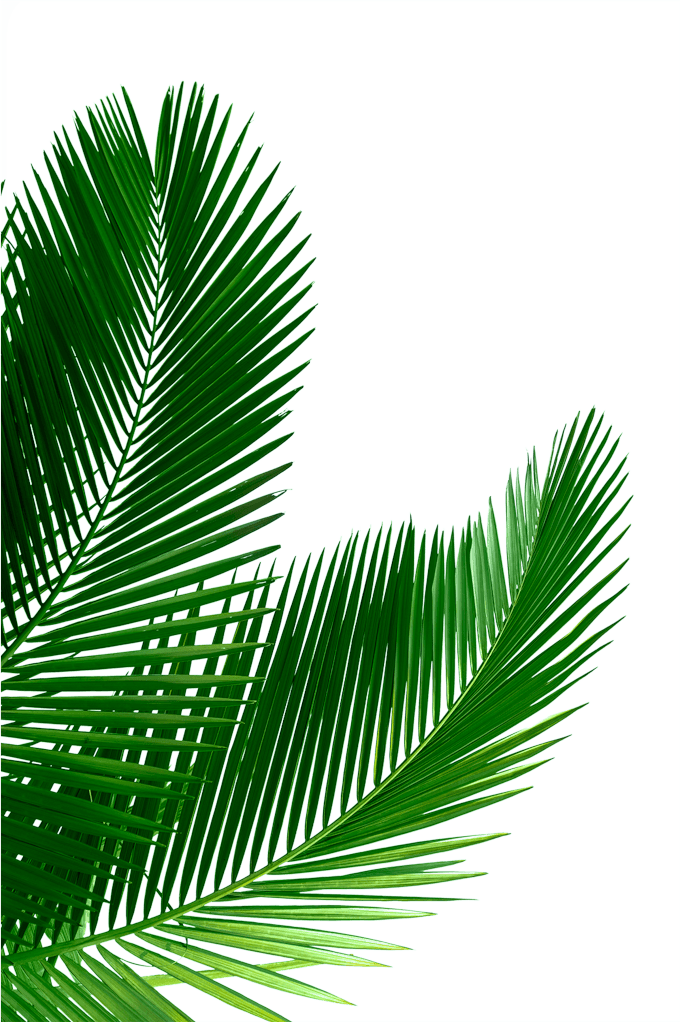 Palm Ferris wheel