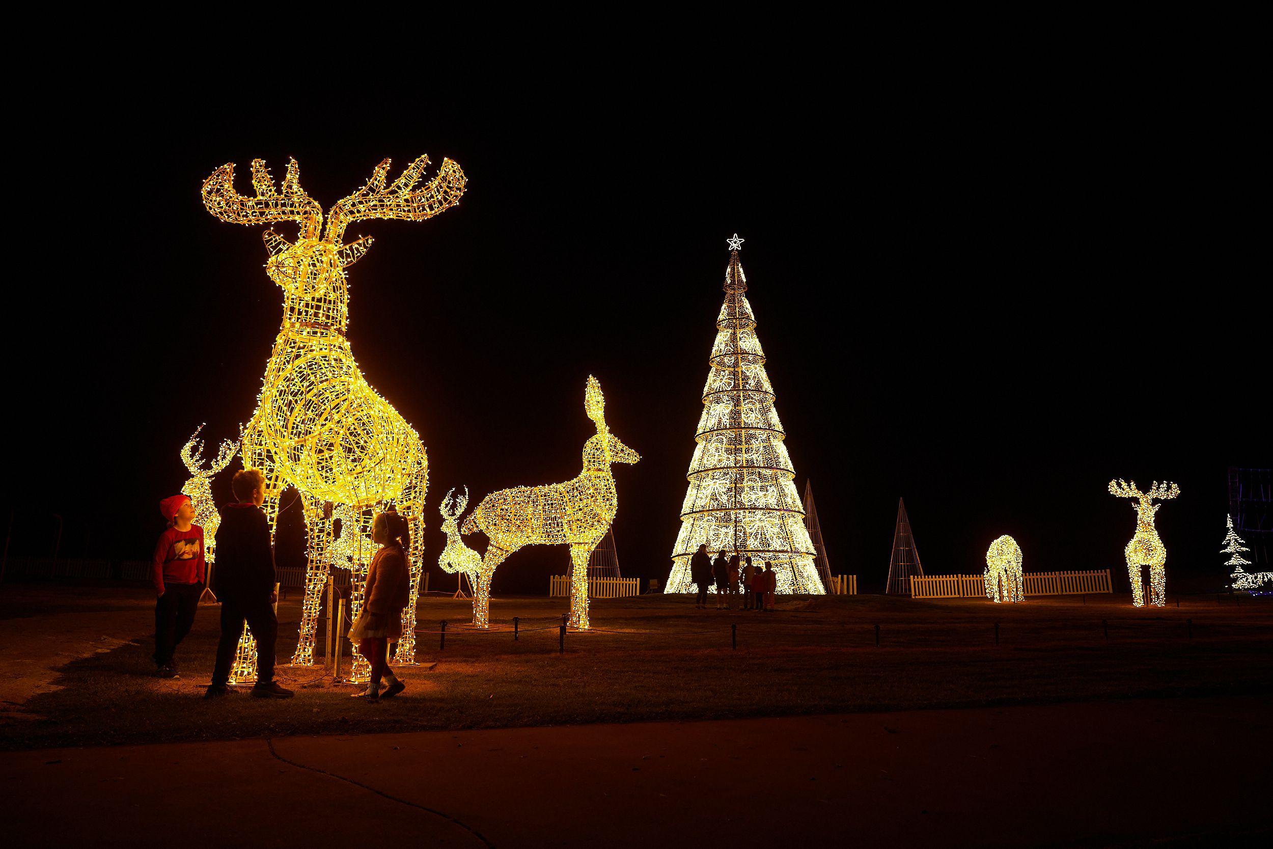 Reindeer