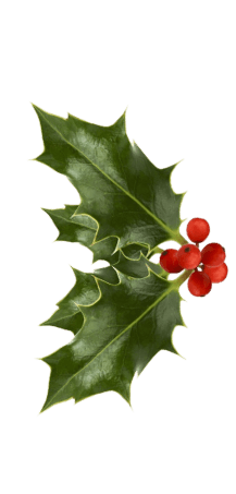 Christmas leaf